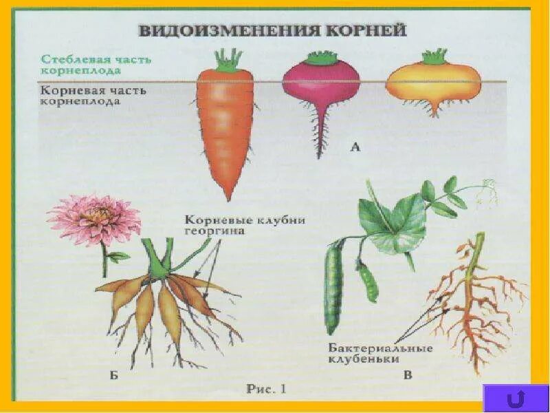 Видоизмененный корень ответ. Видоизменения корневой системы растений.