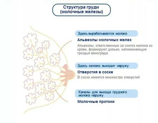 Выделение из молочных желез форум. Грудь прибеременносьи. грудь при беременности. набухание грудных желез перед месячными.