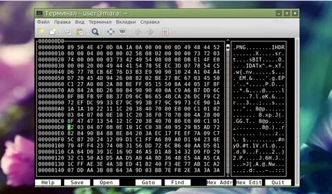 Linux бинарный файл