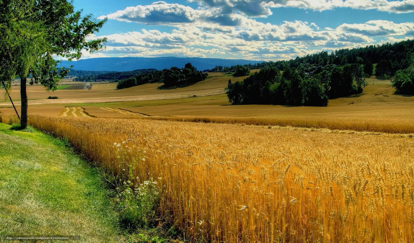 The road in the rye. Хлебные поля Башкортостана. Поля Острогожск рожь. Поле пшеницы Башкирия. Желтеющая Нива.