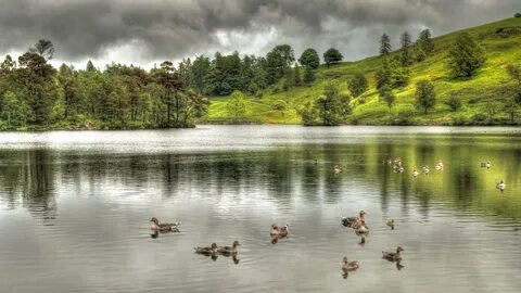 Красивые животные у реки