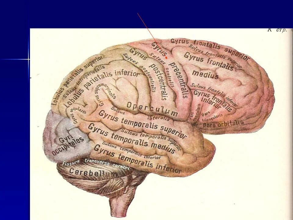 Извилины мозга центры. Прецентральной извилины коры головного мозга функции. Прецентральная извилина лобной доли. Предцентральгая извидинна функции.