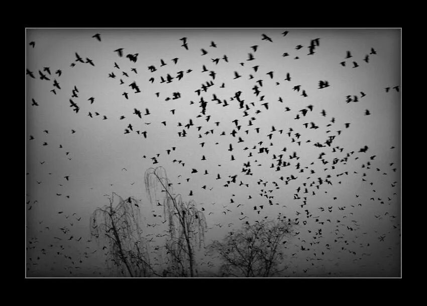 Стая черных птиц. Стая птиц. Вороны в небе. Стая Воронов. Стая ворон в небе.