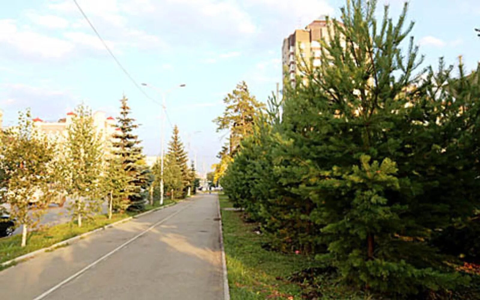 Хвойная екатеринбург. Кемерово Хвойная аллея. Хвойные деревья в городе. Еловые насаждения в городе. Хвойные в городе.