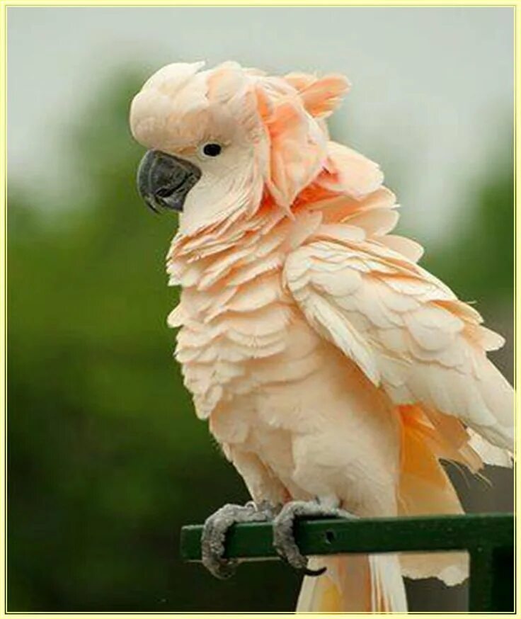 Какаду оранжевый. Попугай Какаду. Попугай Какаду розовый. Молуккский Какаду розовый. Попугай жако и Какаду.
