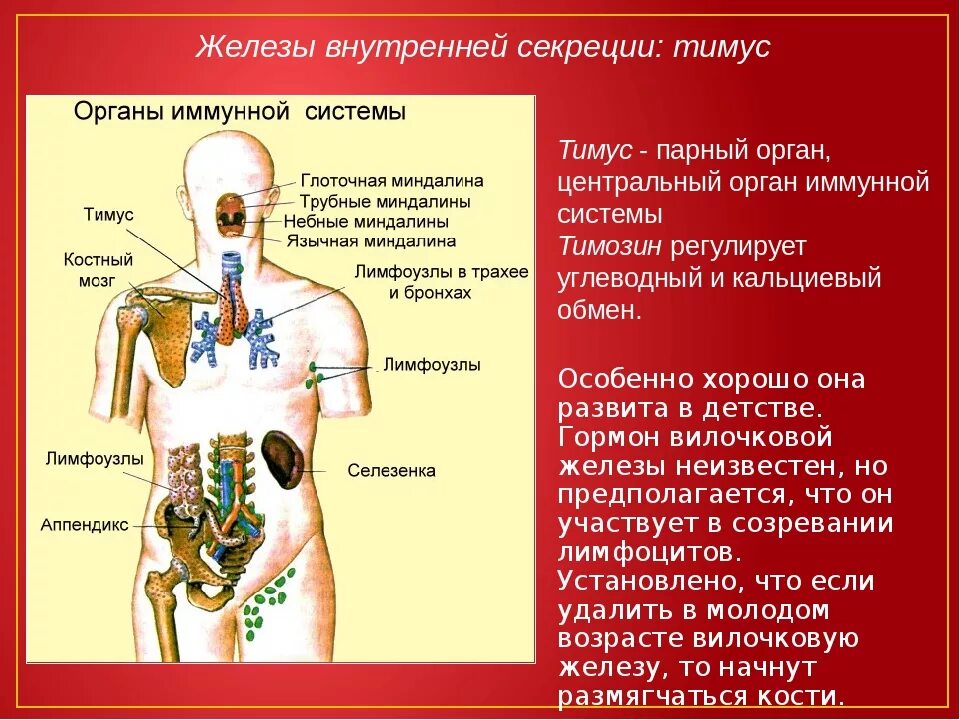 Эндокринная и иммунная система. Железы внутренней секреции и их функции таблица тимус. Железы внутренней секреции вилочковая железа функции. .Система желез внутренней секреции. Функции. Таблица органы иммунной системы тимус.