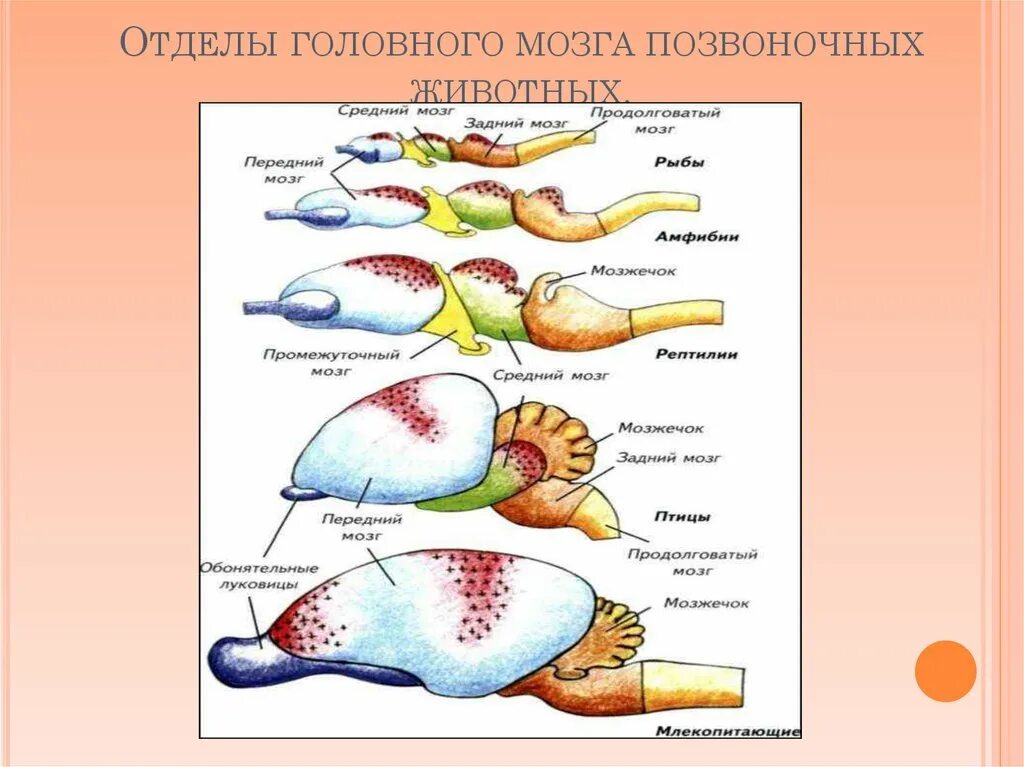 Функция головного мозга животных. Отделы головного мозга позвоночных животных. Функции отделов головного мозга позвоночных животных. Мозг животных. Пять отделов головного мозга позвоночных животных.