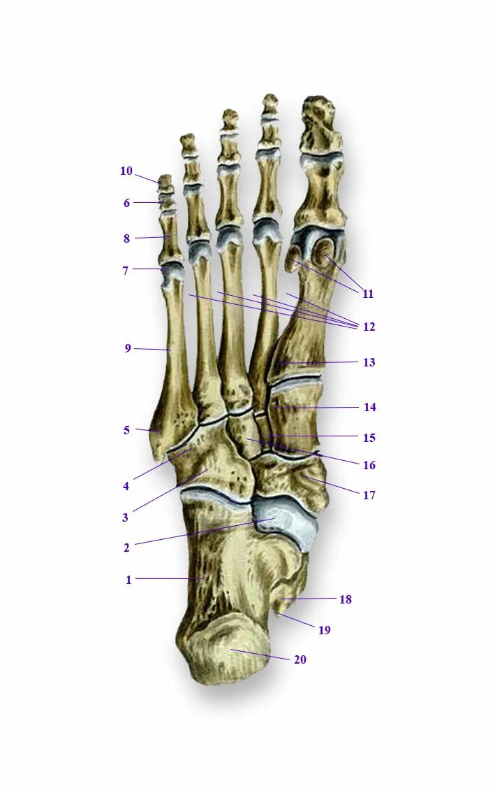Строение стопы человека кости. Стопа анатомия строение кости. Кубовидная кость анатомия. Пястные кости стопы.