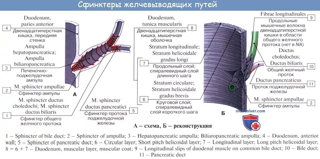 Строение желчного пузыря сфинктеры. Сфинктер общего желчного протока. Желчный проток анатомия сфинктеры. Проток поджелудочной железы сфинктер.