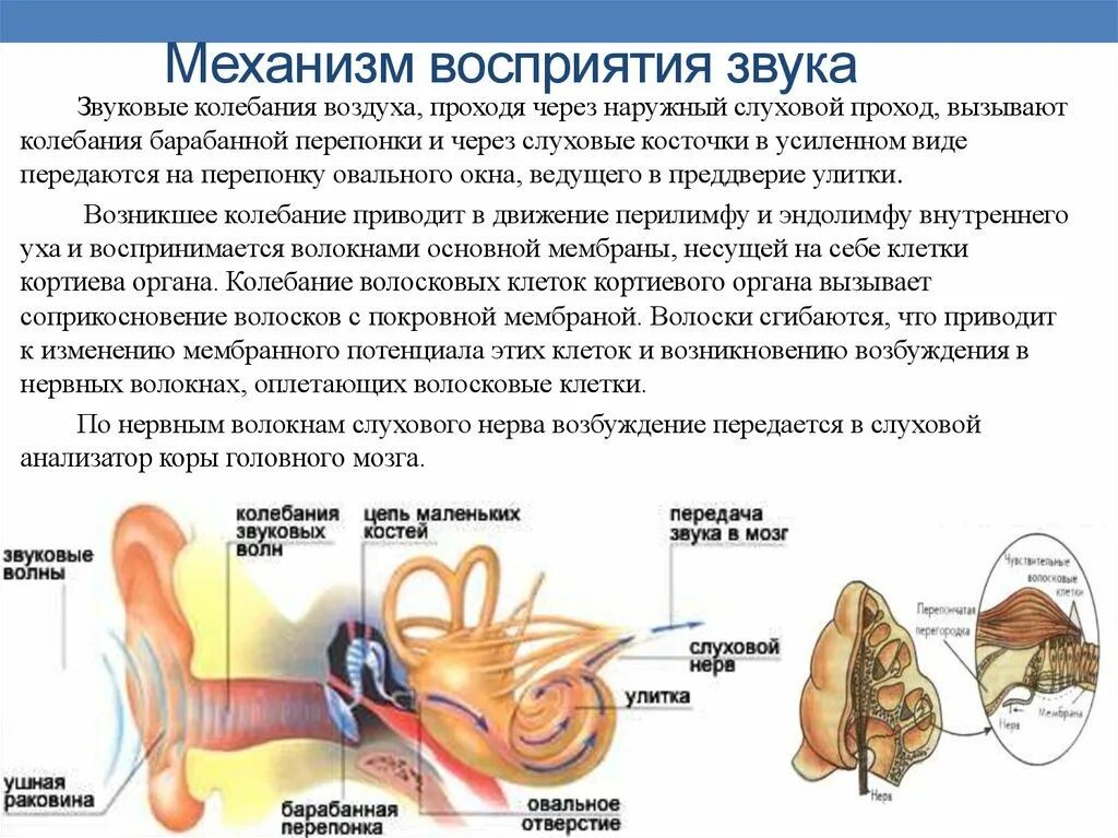 Воспринимает колебания воздуха. Механизм восприятия слуха слуховой анализатор. Механизм восприятия звука слуховым анализатором. Последовательность восприятия звука слуховым анализатором. Схема механизм восприятия звука слуховым анализатором.