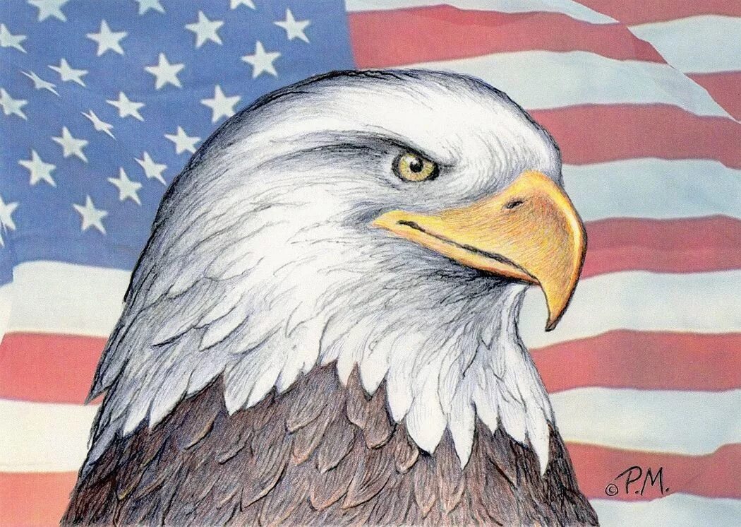Белоголовый Орлан США. Белоголовый Орлан на флаге США. Белоголовый Орел символ США. Белоголовый Орлан рисунок.