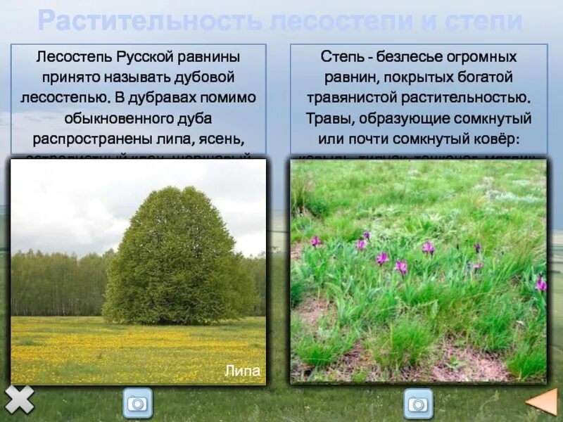 Лесостепи и степи отличаются разнообразием климатических ресурсов