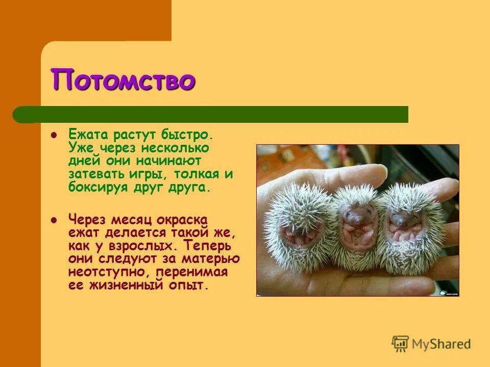 разбор словаипл составу. суффикс еж. разборс слова по составу. ежонок суффикс. ежик суффикс.