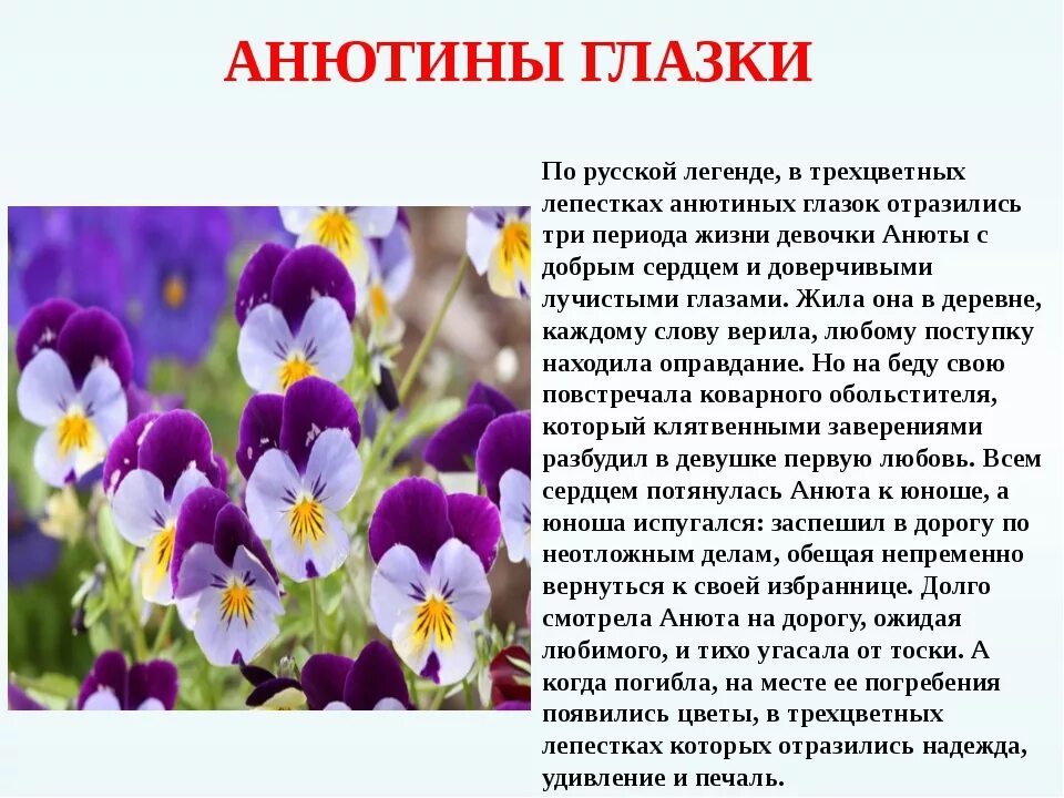 Описание почему и. Цветок Анютины глазки название. Анютины глазки описание растения. Анютины глазки Легенда о цветке. Весенние цветы Анютины глазки.