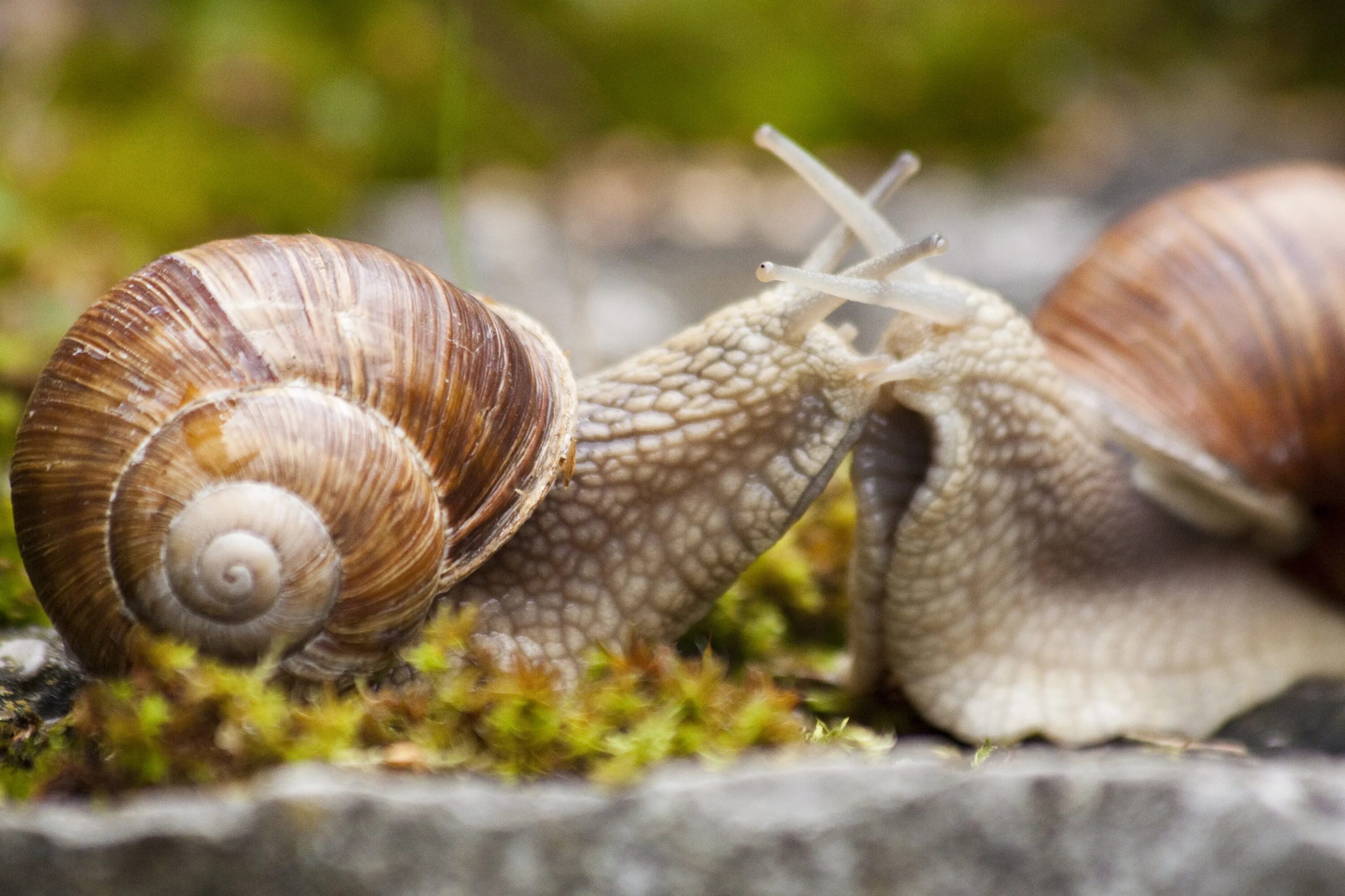 Улитка Helix pomatia. Брюхоногие моллюски Виноградная улитка. Улитка Priotrohatella stellata. Улитка обыкновенная Огородная. Любовь улитки