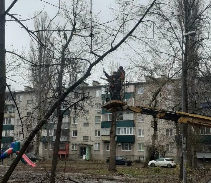 Спилили дерево с террористом