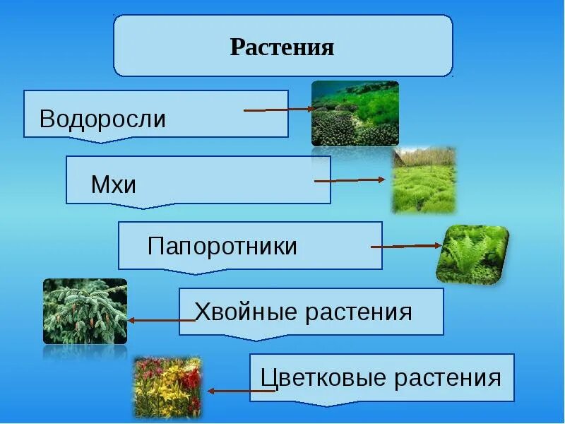 Проект разнообразие растений 3 класс окружающий мир. Растения окружающий мир 3 класс. растения 3 класс окружающий. мир растений 3 класс окружающий мир. презентация растения 3 класс.