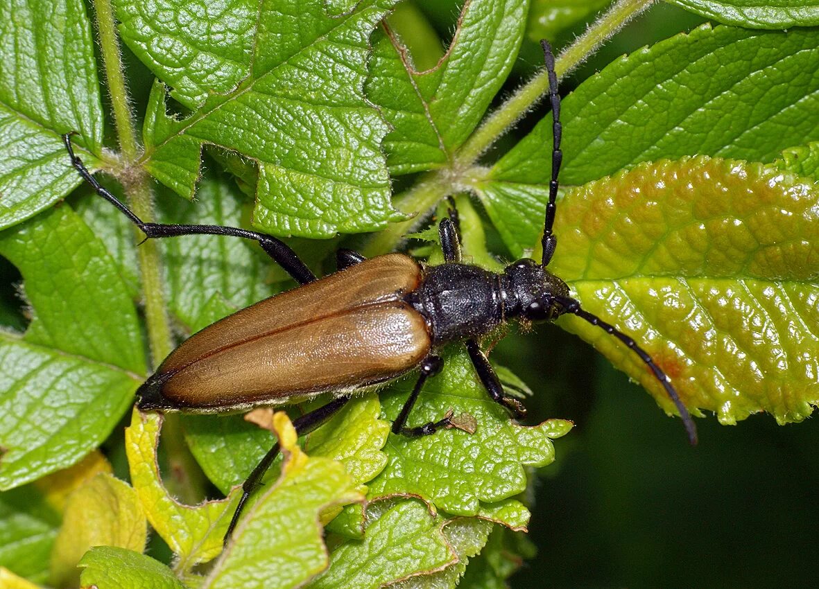 жук золотистая бронзовка. черный продолговатый жук. жуки 24. уссурийский жук усач. жужелица эпомис нигриканс.