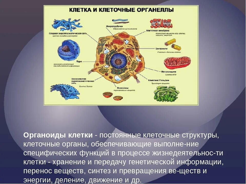 Какова функция органоидов. 9кл. Биология органоиды клетки. Строение каждого органоида клетки. Биология 5 класс органоиды животной клетки и их функции. Что такое органоиды клетки в биологии 5.