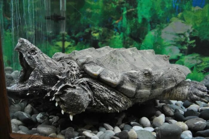 Ял тенский кроокодиляриум. Ялтинский крокодиляриум. Ялтинский крокодиляриум. Ялтинский крокодиляриум. Крокодилья ферма ялта.