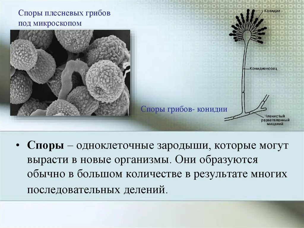 Конидии плесневых грибов. Размножение споры плесневых грибов. Сплрыплесневых грибов. Споры плесневых грибов под микроскопом. Споры грибов служат для