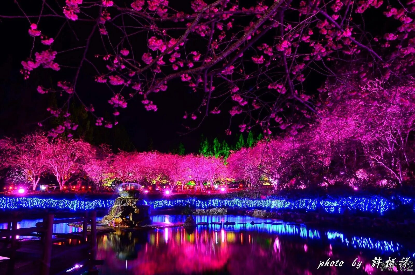 Japanese blossom. Черри блоссом ночь. Йокогама Япония цветение Сакуры. Цветение Сакуры в Гуанчжоу. Сакура Япония ночью.