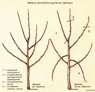 Обрезка абрикоса весной для начинающих в картинках