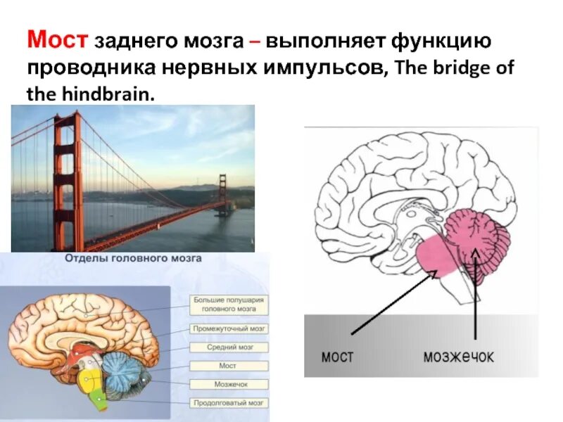 Задний мозг мост. Функции моста заднего мозга. Проводниковая функция мозжечка. Средний мозг выполняет функции.