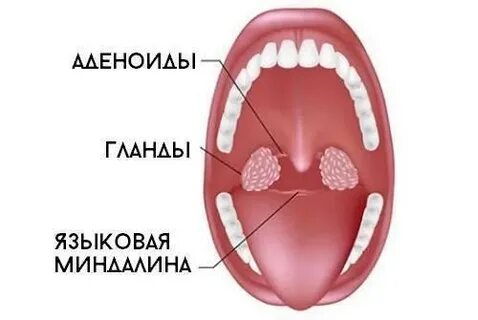 Постоянно аденоиды у ребенка