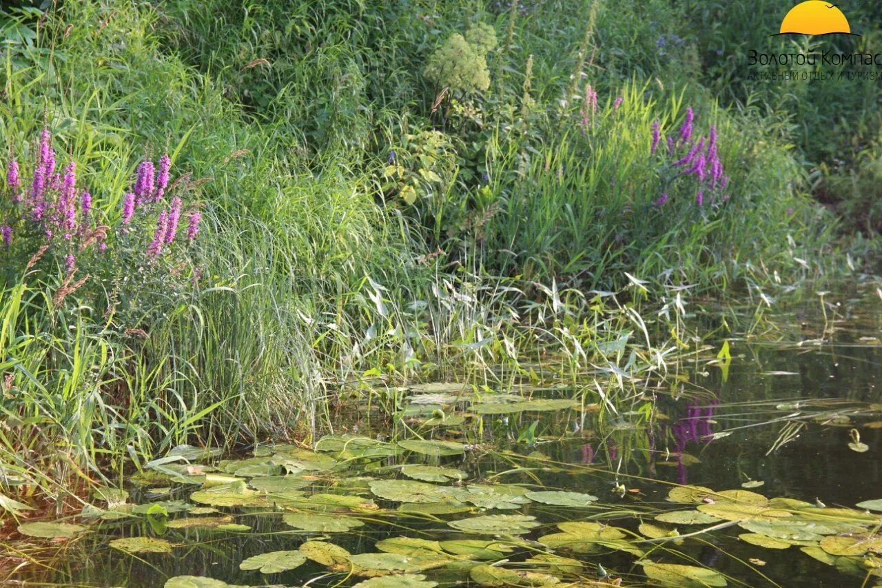 горец земноводный (водяная гречиха ). река горец. река горец. горец земноводный - polygonum amphibium l. река горец.