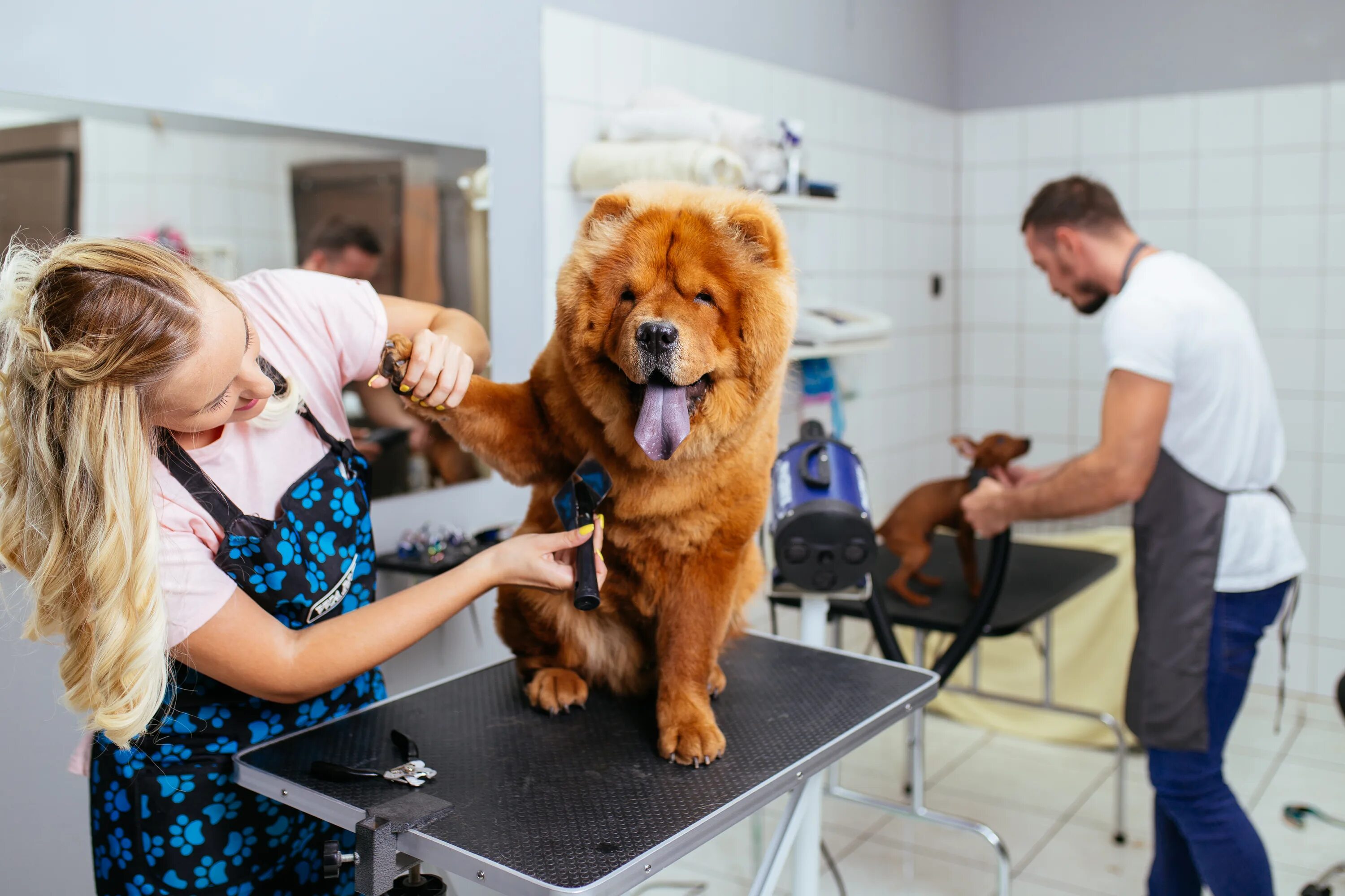 Профессия грумер. Груминг собак. Груминг салон. Груминг профессия. 4 pets care