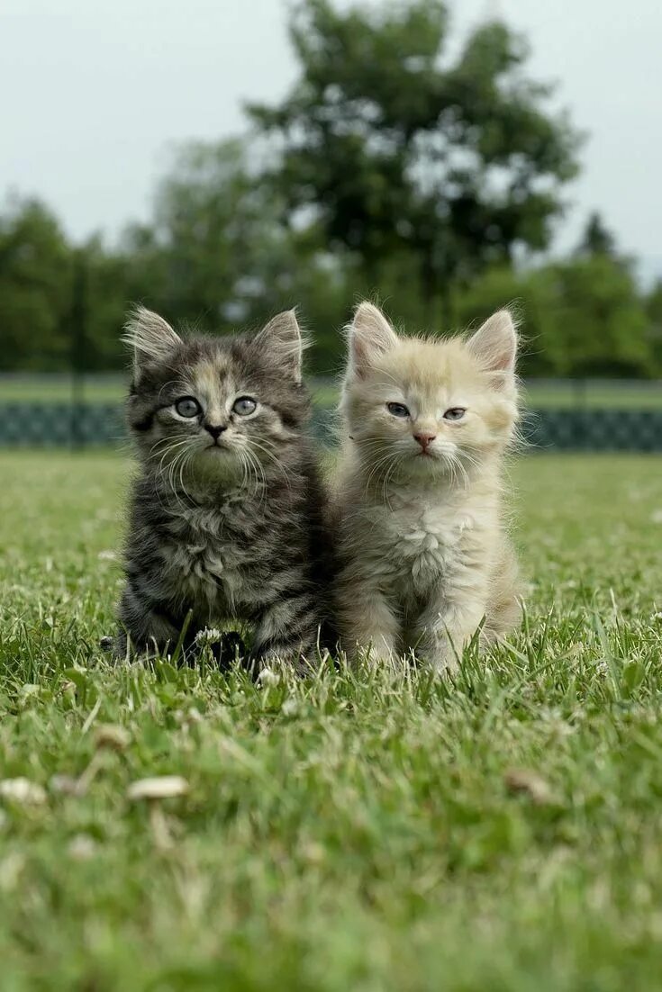 Kitten for 2