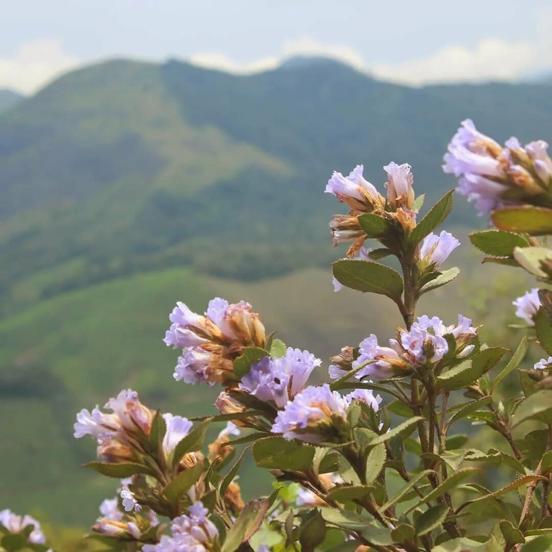 Цветок расцветает раз в год. Strobilanthes kunthianus. Неелакуринджи цветущие. Цветок Неелакуринджи. Цветы Индии.