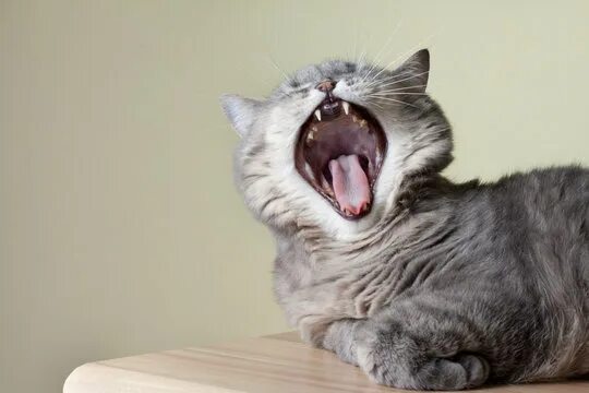 Cats Are Better Negotiators Than Dogs Cat yawning, Cat behavior, Cat care