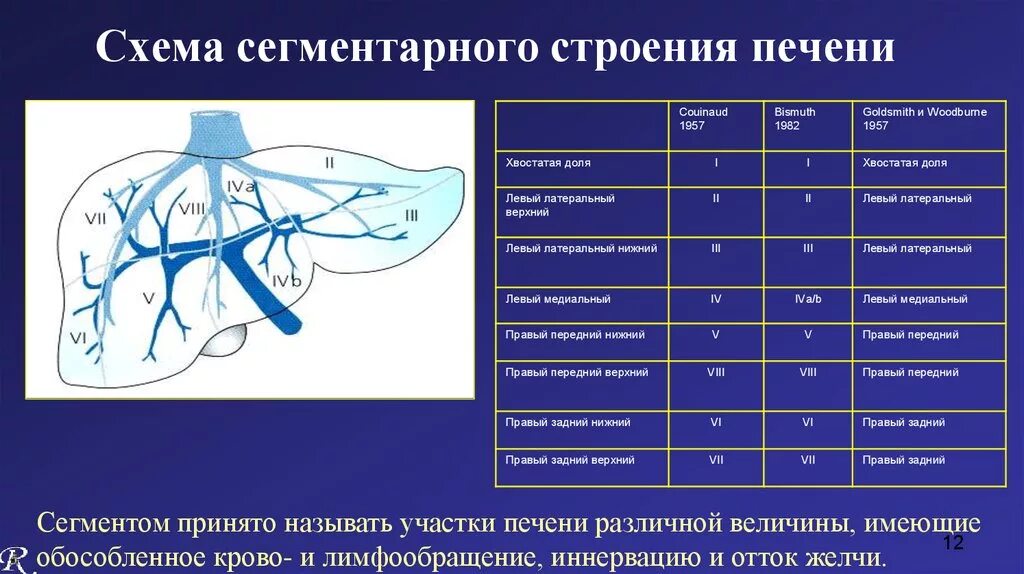 Печень человека нормы