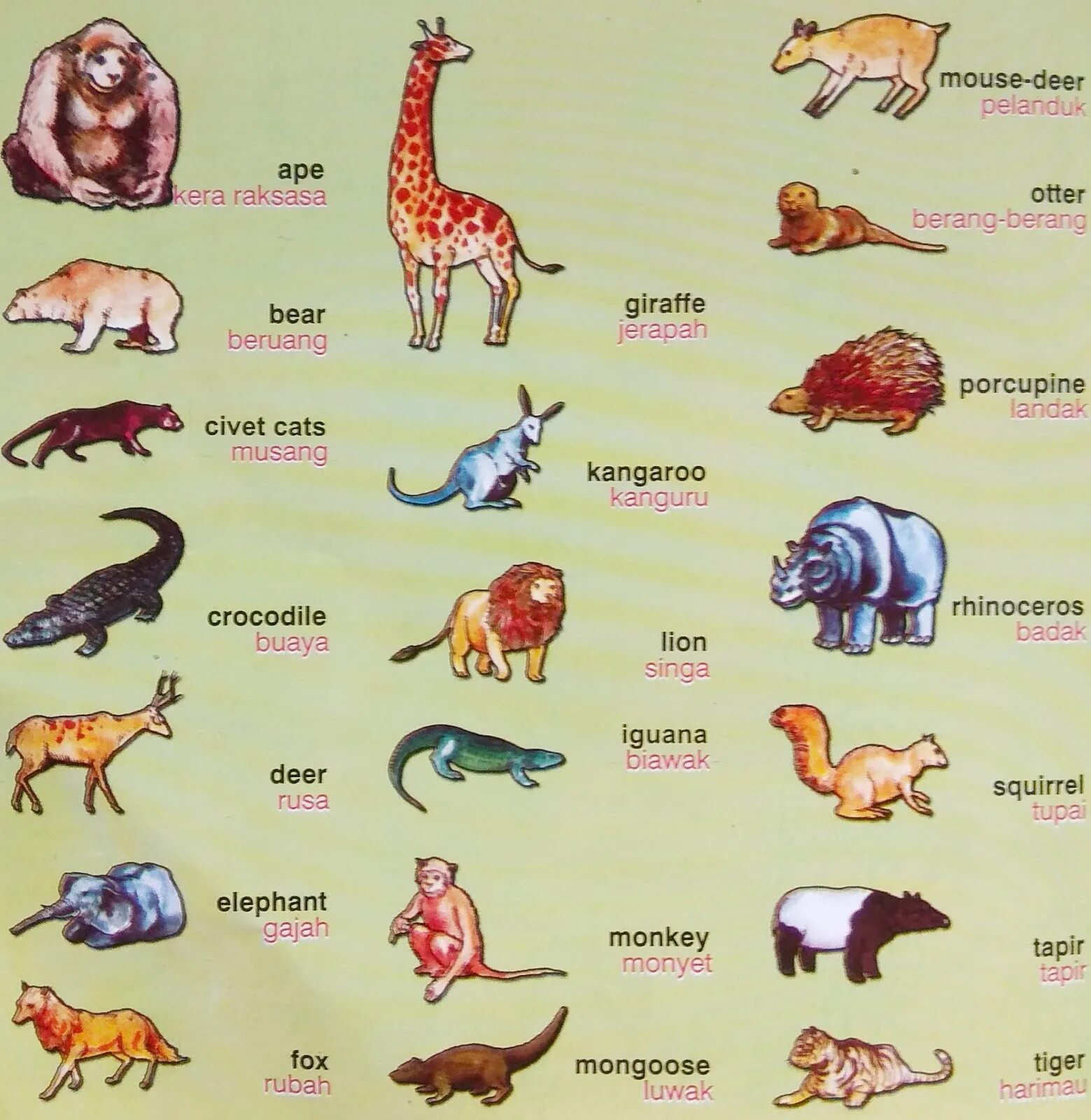 Имя animals