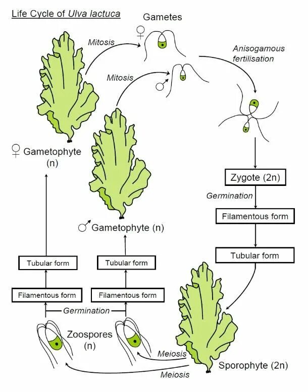 В жизненном цикле водорослей преобладает. Жизненный цикл водоросли ульвы схема. Жизненный цикл водорослей Ульва. Ульва водоросль строение. Жизненный цикл ботаника водоросли.