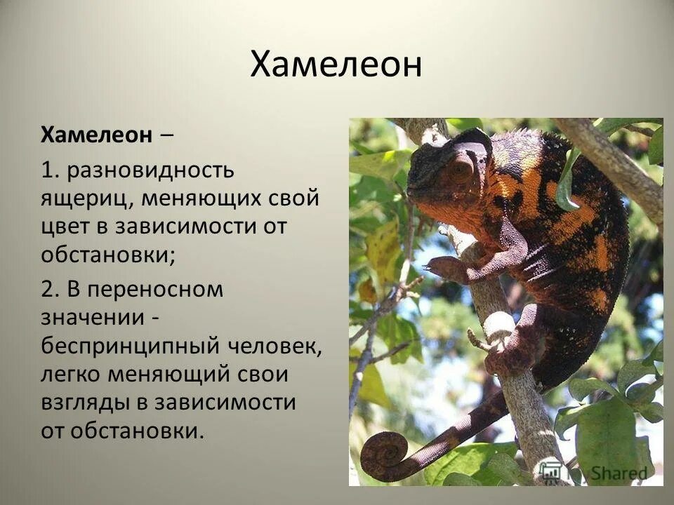 что такое хамелеонство. хамелеонство примеры из жизни. хамелеон пантера. хамелеон йеменский лапы. хамелеоны и их язык.