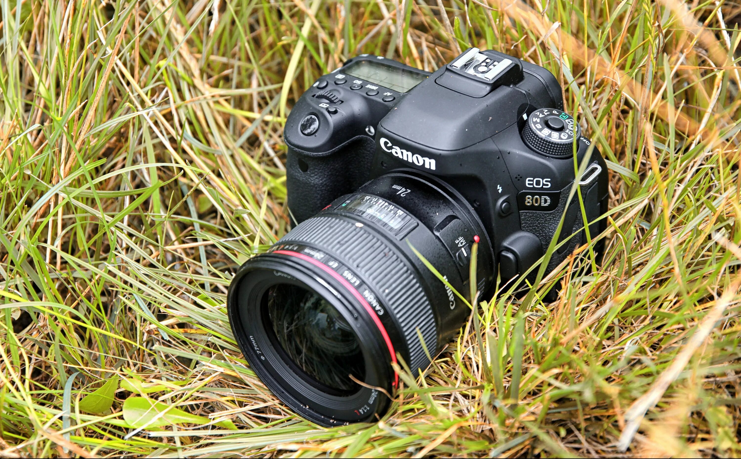 Фото canon. Кэнон 80д. Фотоаппарат Canon 80d. Фотоаппарат Canon EOS 80d. Фотокамера Кэнон 80 д.