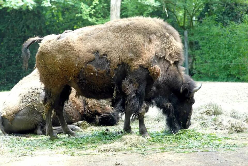 старый зубр. старый зубр. старый зубр. зубры в смоленском поозерье. старый зубр.