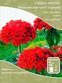 Лихнис семена