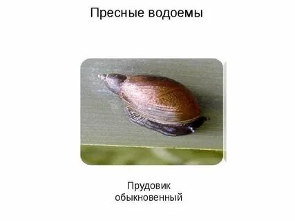 Орган дыхания прудовика