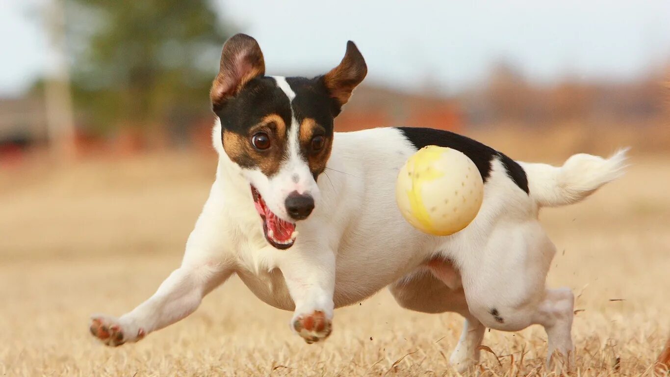 Игривые породы собак. Самые игривые породы. Джек рассел терьер щеночек. Джек рассел кобель. Бордер колли щенки.