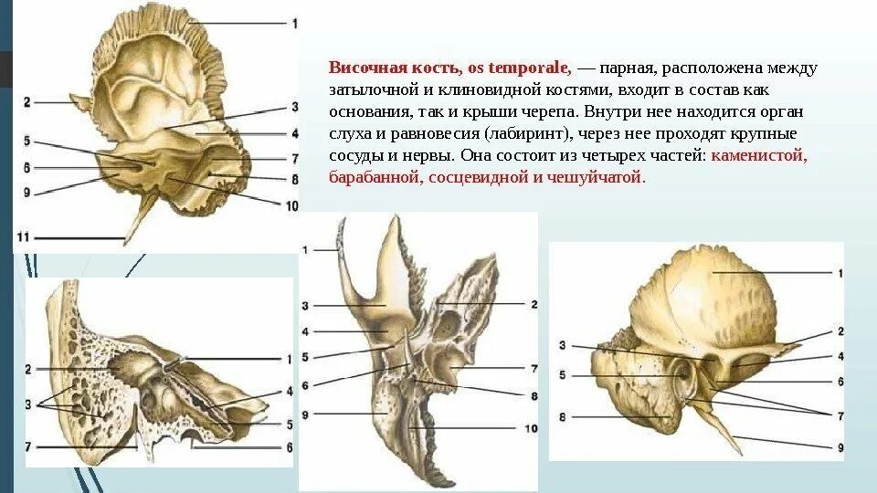 Какие кости относятся к височным. Височная кость черепа анатомия человека. Строение пирамиды височной кости. Височная кость барабанно Чешуйчатая щель. Височная кость анатомия Синельников.