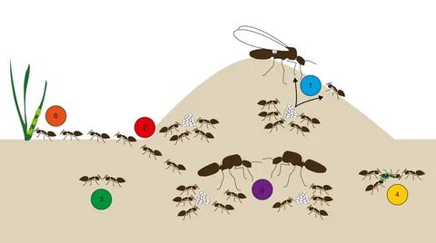 Ant colony