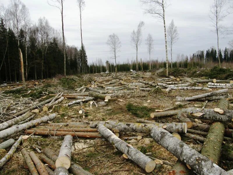 Cut down forest. Обрубленный лес. Обрубленный лес иллюстрация. Фото леса обрубленного. Cut down Forests.