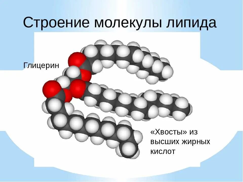 Молекулы липидов функции. Строение молекулы липида формула. строение липидов формула. структура молекул липидов. химическое строение липидов.