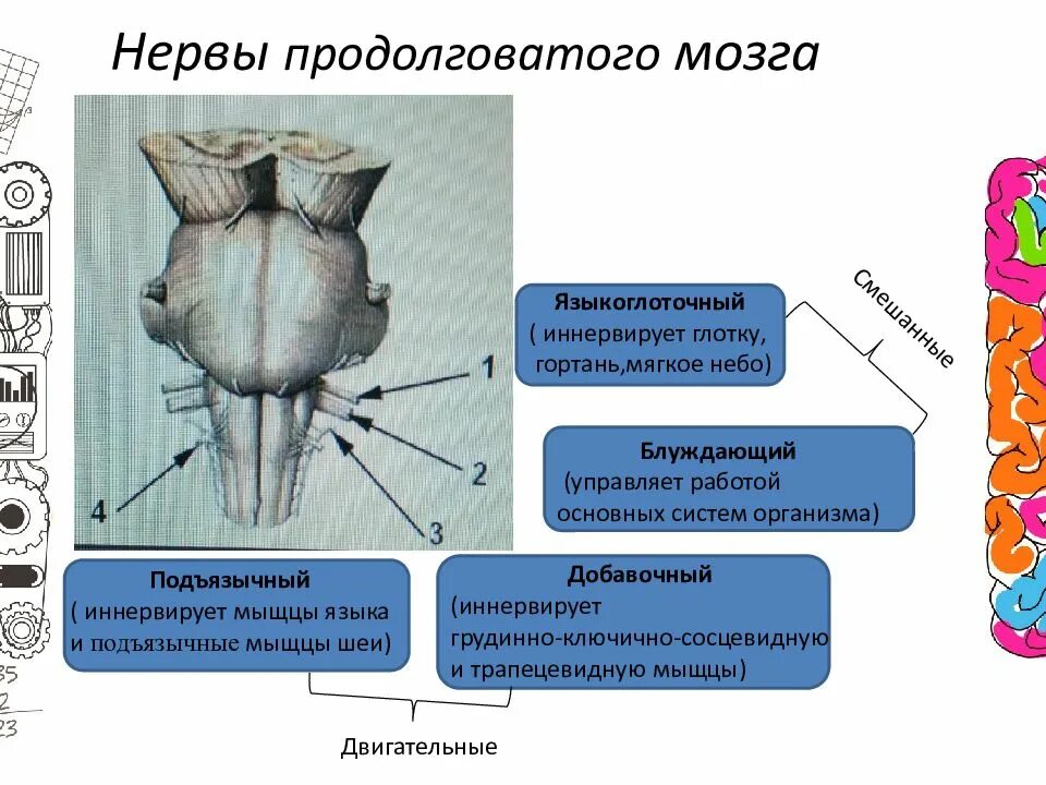 Черепные нервы анатомия продолговатый мозг. Нервы продолговатого мозга анатомия. Наружное строение продолговатого мозга. Нервы отходящие от продолговатого мозга. Продолговатый мозг черепно мозговые нервы