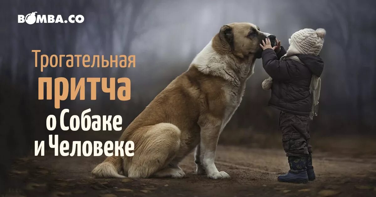 Коллекция притч о животных. Коллекция притч о животных