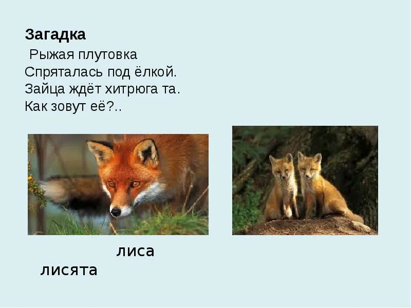 Как зовут лису. Загадка про лису хитрая плутовка. лиса спряталась под елкой. плутовка-лиса или плутовка лиса. как звали лиса.